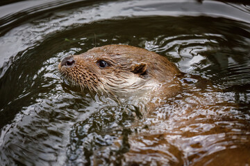 Closeup of European river otter, Lutra lutra, swimming in clear water. Detail of otter head....