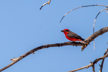 atrapamoscas pecho rojo (Pyrocephalus rubinus)