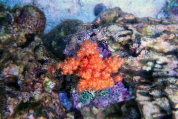 Fototapeta na wymiar Orange Cauliflower Coral - Scleronephthya spp. soft coral in reef aquarium