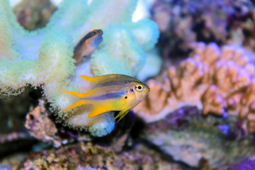 Black and gold chromis fish- Neoglyphidodon nigroris