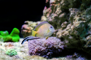 Fototapeta na wymiar Atlantic juvenile yellow (blue) tang cleaned by doctor wrasse fishes in marine aquarium tank
