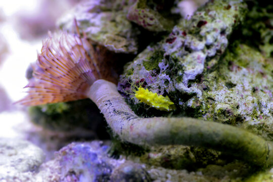 Yellow robust sea cucumber - Colochirus robustus
