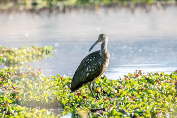 El carrao, ​ caraú o guariao ​ o karãu en guaraní es una especie de ave gruiformes, la única especie de la familia Aramidae, propia de zonas húmedas y pantanos con los árboles desde Florida, el Caribe