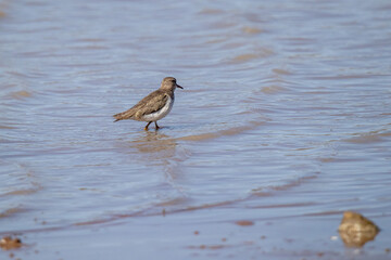 ave playero manchado (Actitis macularius)