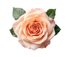 Top view of rose flower isolated on transparent background