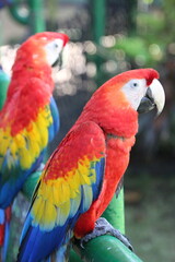 red and yellow macaw