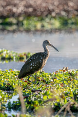 El carrao, ​ caraú o guariao ​ o karãu en guaraní es una especie de ave gruiformes, la única especie de la familia Aramidae, propia de zonas húmedas y pantanos con los árboles desde Florida, el Caribe