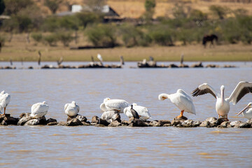 Pelecanus erythrorhynchos