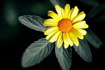 Yellow daisy isolated on black background