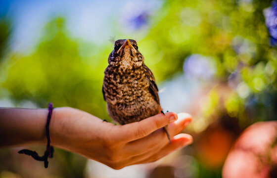 hand holding a babu litle bird