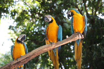 blue and gold macaw