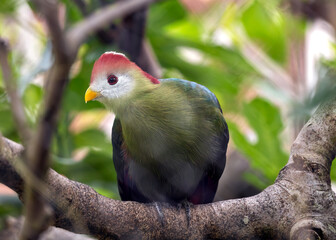 Red-crested Turaco (Tauraco erythrolophus) in Angola