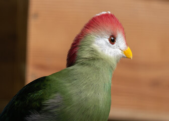 Red-crested Turaco (Tauraco erythrolophus) in Angola