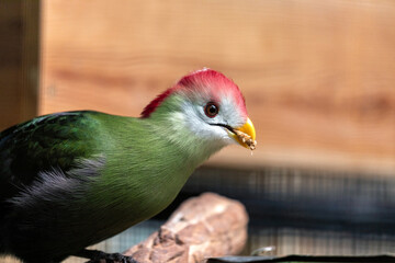 Red-crested Turaco (Tauraco erythrolophus) in Angola