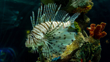 Lion fish in aquarium
