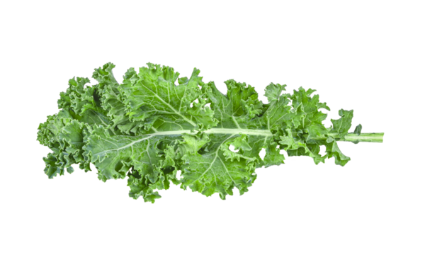 fresh kale isolated on transparent png