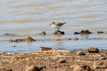ave playero manchado (Actitis macularius)