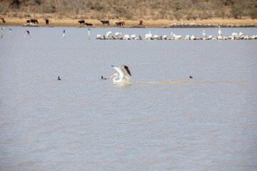 pelicano blanco americano (Pelecanus erythrorhynchos) en tenamaxtlan jalisco