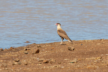 Caracara plancus cheriway