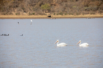 pelicano blanco americano (Pelecanus erythrorhynchos) en tenamaxtlan jalisco