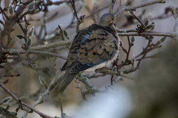 Mourning Dove Sitting in a Bare Magnolia Tree During a Cold Winter Day