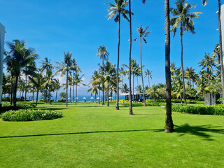 spacious green grass garden with tall coconut trees with a sea background.