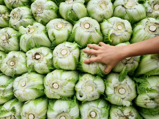 Fresh green color cabbage plant