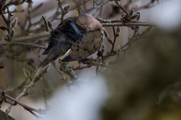 Mourning Dove Sitting in a Bare Magnolia Tree During a Cold Winter Day