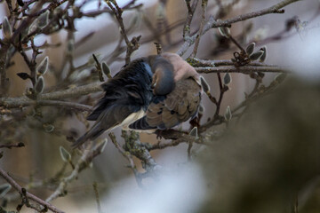 Mourning Dove Sitting in a Bare Magnolia Tree During a Cold Winter Day