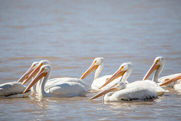 pelicano blanco americano (Pelecanus erythrorhynchos) en tenamaxtlan jalisco