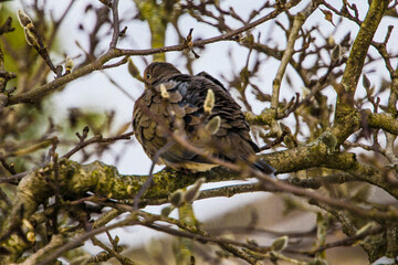 Mourning Dove Sitting in a Bare Magnolia Tree During a Cold Winter Day