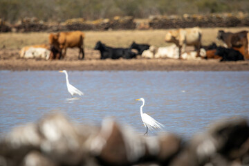 pelicano blanco americano (Pelecanus erythrorhynchos) en tenamaxtlan jalisco