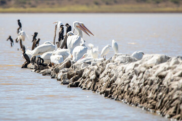 pelicano blanco americano (Pelecanus erythrorhynchos) en tenamaxtlan jalisco