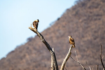 Caracara plancus cheriway