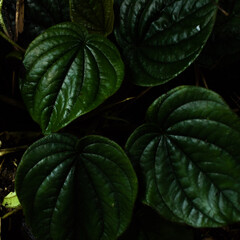 close up of green leaves