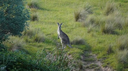 Eastern Grey Kangaroo Macropus giganteus © Kylie