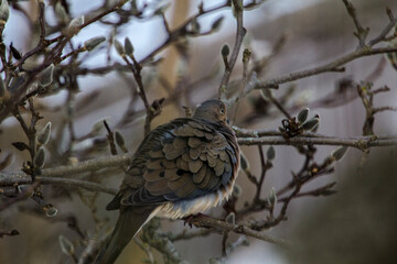 Mourning Dove Sitting in a Bare Magnolia Tree During a Cold Winter Day