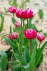 Red tulips flowers with green leaves blooming in a meadow, park, flowerbed outdoor. World Tulip Day. Tulips field, nature, spring, floral background.