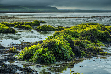 Green seaweed on the shore coastline of Ireland, landscape, wide banner, background