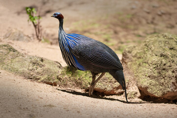 Vulturine Guineafowl (Acryllium vulturinum) bird