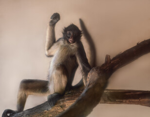 White-bellied Spider Monkey (Ateles belzebuth)