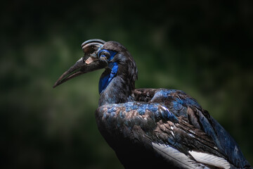 Female Abyssinian Ground Hornbill (Bucorvus abyssinicus)