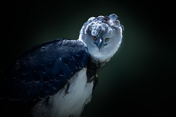 Harpy Eagle (Harpia harpyja) - Bird of Prey
