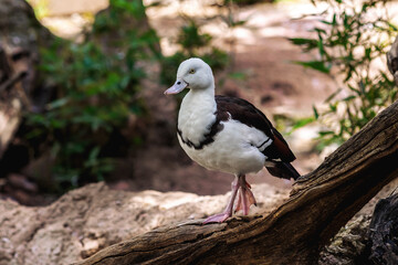 Radjah Shelduck (Radjah radjah) - Waterfowl