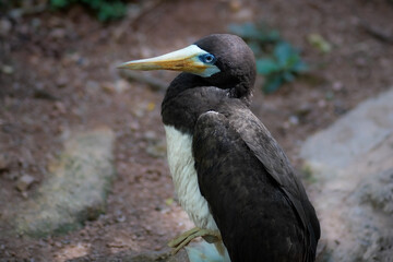 Male Brown Booby (Sula leucogaster)