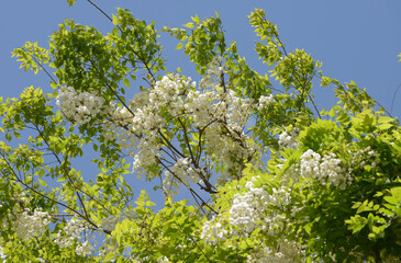 エノキの花