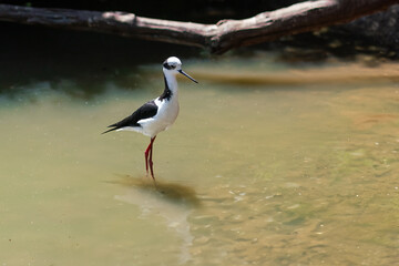 Black-winged Stilt (Himantopus himantopus) bird