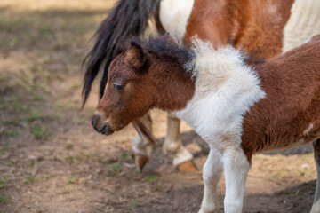 Young Miniature Horse (Equus ferus caballus)