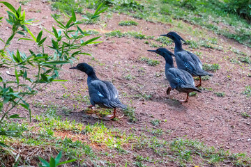 Brazilian Merganser (Mergus octosetaceus) - Waterfowl