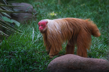 Red Uakari Monkey (Cacajao calvus rubicundus)